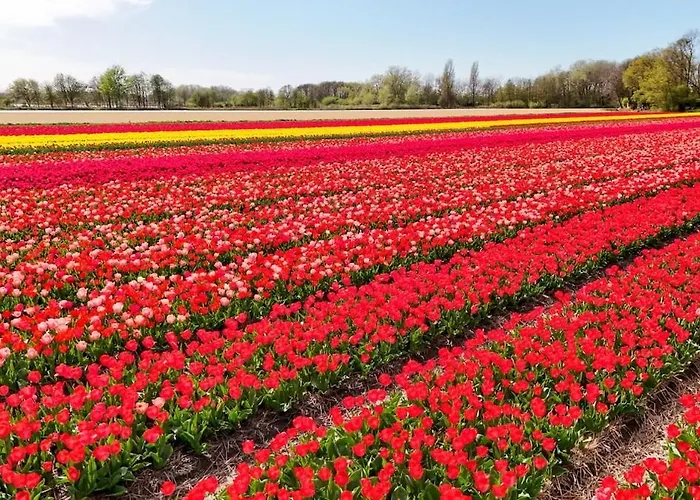Casa de Férias Bulbs & Noordwijk