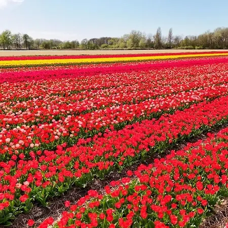 Prázdninový dům Bulbs & Noordwijk